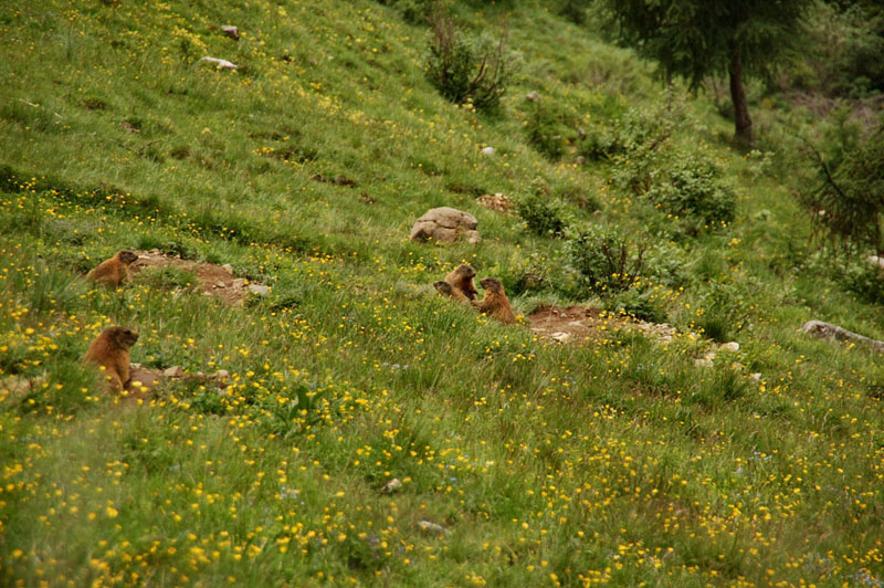 Marmotte del Monte Viezzena